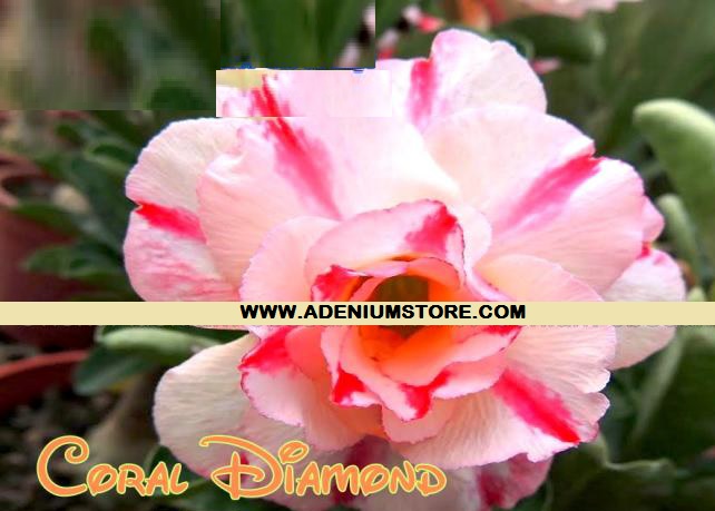 New Adenium \'Coral Diamond\' 5 Seeds